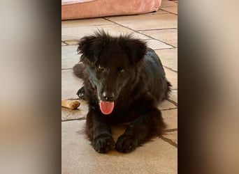 Robbie wünscht sich sein eigenes Körbchen (53498 Bad Breisig)