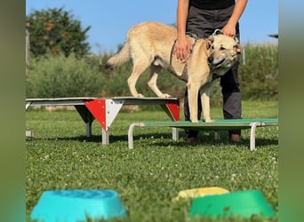 Lucky sehnt sich nach einem Für-immer-Zuhause (84152 Mengkofen)
