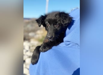 Robbie wünscht sich sein eigenes Körbchen (53498 Bad Breisig)