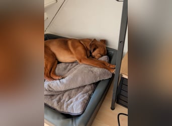 Joschi – ein Freund fürs Leben