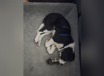 Rolli - 5 Monate, verspielt, menschenbezogen