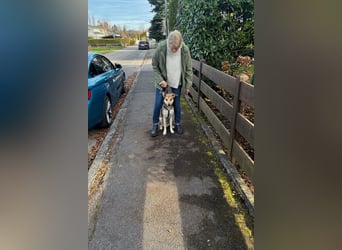 Trusky - sensibler Jungspund sucht Sicherheit (83098 Brannenburg)