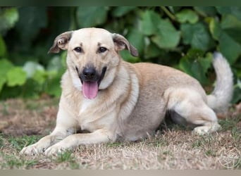 Lucky sehnt sich nach einem Für-immer-Zuhause (84152 Mengkofen)