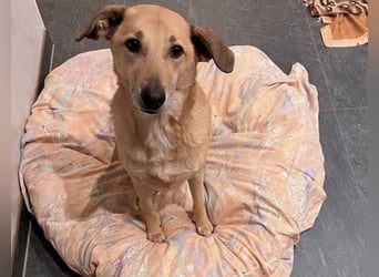 Lucky sehnt sich nach einem Für-immer-Zuhause (84152 Mengkofen)