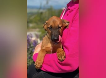 Joschi – ein Freund fürs Leben