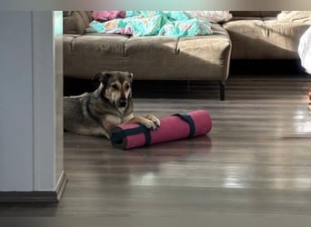 Ahri wünscht sich eine Familie für immer (51145 Köln)