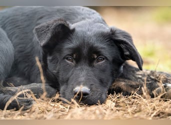 Unsere süße Chanel wartet auf ihre eigene Familie!