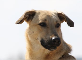 Lucky sehnt sich nach einem Für-immer-Zuhause (84152 Mengkofen)