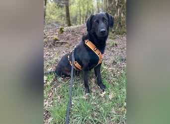 Blacky - Das Glück zum Greifen nah (15938 Drahnsdorf)