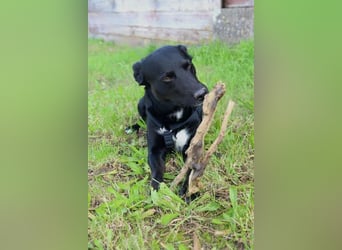 August - Großes Herz sucht Familie für ein dauerhaftes Happy End! (78166 Donaueschingen)