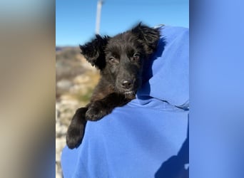 Robbie wünscht sich sein eigenes Körbchen (53498 Bad Breisig)