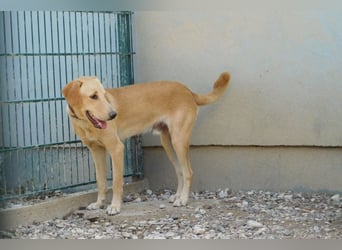 Charlie - Wer nimmt sich Zeit, ihn kennenzulernen? (07806 Weira)