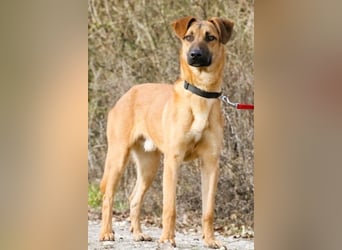 Maddox sucht Menschen, die ihm die Welt zeigen (73630 Remshalden)