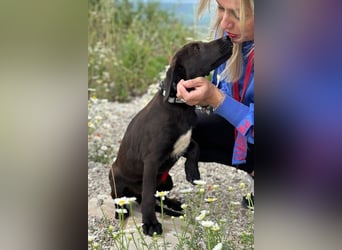 Patch - Neugieriger Jungspund sucht dich! (06886 Lutherstadt Wittenberg)