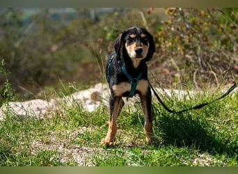 Franzl möchte euer Familienhund werden (85614 Kirchseeon-Eglharting)