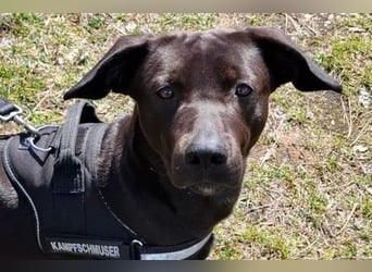 Patch - Neugieriger Jungspund sucht dich! (06886 Lutherstadt Wittenberg)