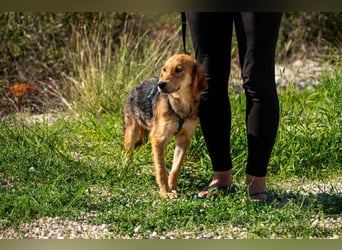 Aimi möchte Teil eurer Familie werden (81539 München)