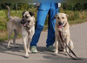 Lucky sehnt sich nach einem Für-immer-Zuhause (84152 Mengkofen)