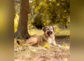 Rey wünscht sich eine eigene Familie (15938 Drahnsdorf)