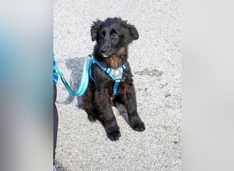 Robbie wünscht sich sein eigenes Körbchen (53498 Bad Breisig)