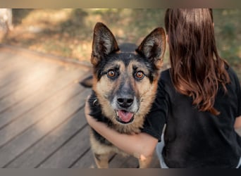 Hübscher Vegas sucht sein Zuhause