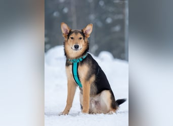 Fröhlicher Nordik sucht seine Familie