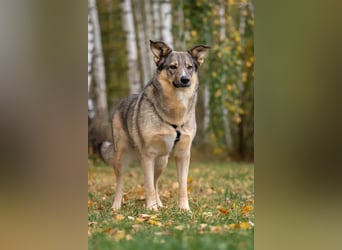 Freundliche Najda sucht ihre Familie