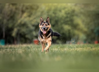 Hübscher Vegas sucht sein Zuhause