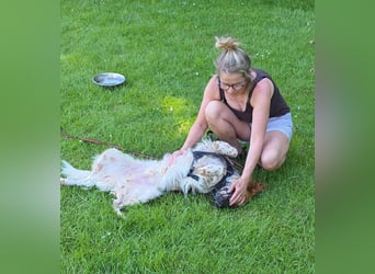 Pet sucht erfahrene Begleiter