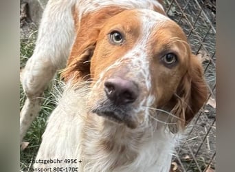Pet ist ein wissbegieriger Begleiter
