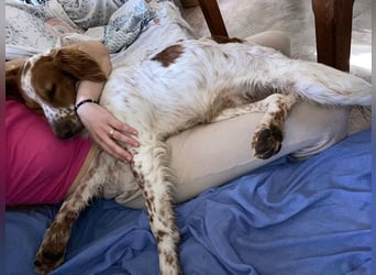 Pet sucht erfahrene Begleiter