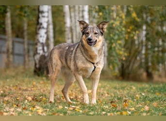 Freundliche Najda sucht ihre Familie