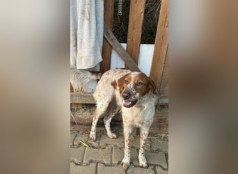 Pet ist ein wissbegieriger Begleiter