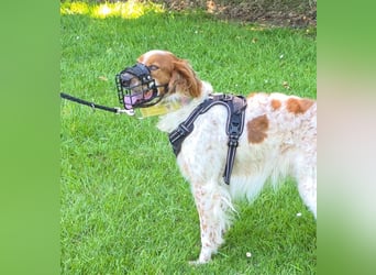 Pet sucht erfahrene Begleiter
