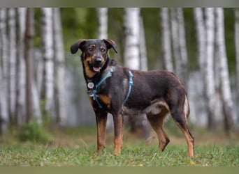 Ruhiger Miroscha sucht warmes Körbchen