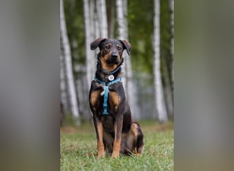 Ruhiger Miroscha sucht warmes Körbchen