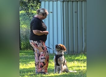 Pet sucht erfahrene Begleiter