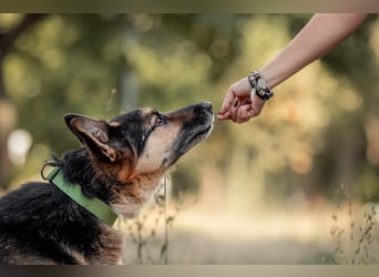 Hübscher Vegas sucht sein Zuhause