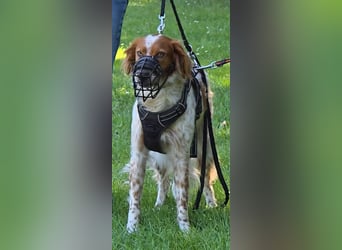 Pet sucht erfahrene Begleiter
