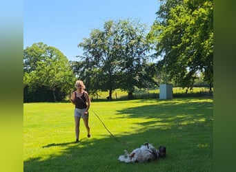 Pet sucht erfahrene Begleiter