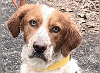 Pet sucht erfahrene Begleiter