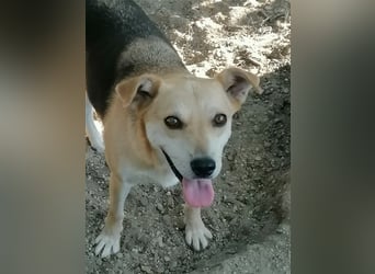 Lupita- nette Hündin, ca. 55cm, *2015 sucht liebevolles Zuhause