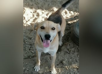 Lupita - aufgeschlossene Hundedame im besten Alter sucht liebevolles Zuhause