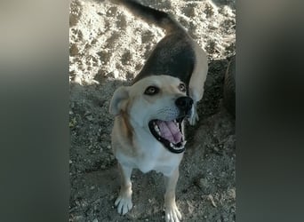 Lupita - aufgeschlossene Hundedame im besten Alter sucht liebevolles Zuhause