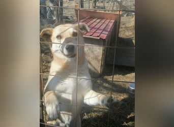 Lupita - aufgeschlossene Hundedame im besten Alter sucht liebevolles Zuhause