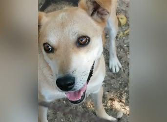 Lupita - aufgeschlossene Hundedame im besten Alter sucht liebevolles Zuhause