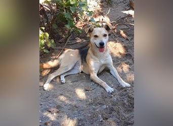 Lupita - aufgeschlossene Hundedame im besten Alter sucht liebevolles Zuhause