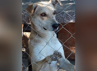 Lupita - aufgeschlossene Hundedame im besten Alter sucht liebevolles Zuhause