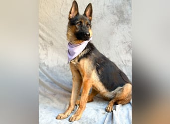Fine - Hübsche Schäfer-Mix-Hündin sucht aktives Zuhause!