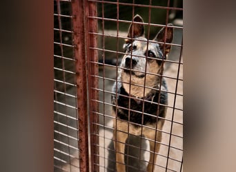 Roni - Treuer Senior mit großem Herzen wartet auf sein Happy End